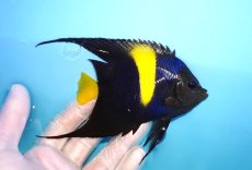 画像2: 【決算セール クーポンご利用で更に10％OFF対象商品】 【海水魚・ヤッコ】【通販】人工飼料OK♪アズファー（Mサイズ/ロングスレッド）(個体販売）（±10-12cm） No.3（生体）(海水魚) (2)