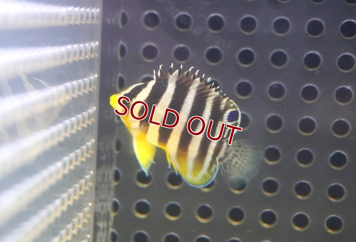 画像1: 【海水魚・ヤッコ】【通販】人工飼料OK♪【国産ブリード】シマヤッコ（Sサイズ/太バンド）(個体販売）（±3cm） No.1（生体）(海水魚) (1)