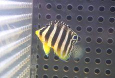 画像1: 【決算セール クーポンご利用で更に10％OFF対象商品】 【海水魚・ヤッコ】【通販】人工飼料OK♪【国産ブリード】シマヤッコ（Sサイズ/太バンド）(個体販売）（±3cm） No.1（生体）(海水魚) (1)