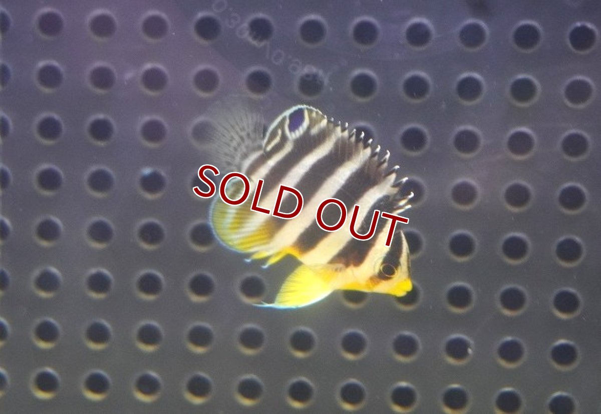 画像2: 【海水魚・ヤッコ】【通販】人工飼料OK♪【国産ブリード】シマヤッコ（Sサイズ/太バンド）(個体販売）（±3cm） No.1（生体）(海水魚) (2)