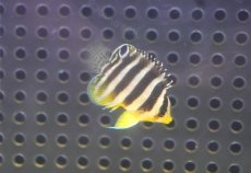 画像2: 【決算セール クーポンご利用で更に10％OFF対象商品】 【海水魚・ヤッコ】【通販】人工飼料OK♪【国産ブリード】シマヤッコ（Sサイズ/太バンド）(個体販売）（±3cm） No.1（生体）(海水魚) (2)