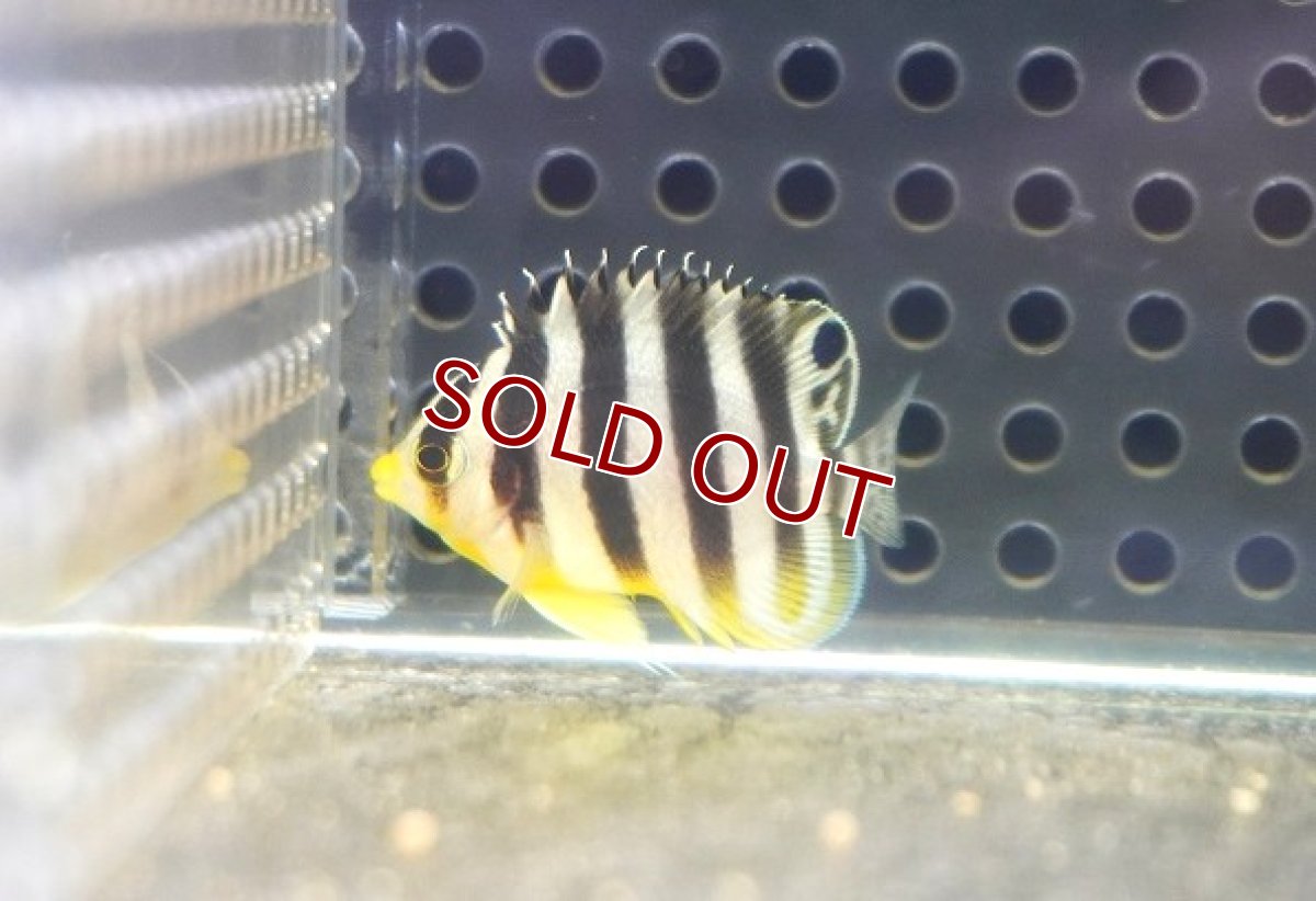 画像1: 【海水魚・ヤッコ】【通販】人工飼料OK♪【国産ブリード】シマヤッコ（Sサイズ/太バンド）(個体販売）（±3cm） No.2（生体）(海水魚) (1)