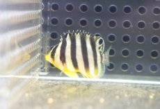 画像1: 【決算セール クーポンご利用で更に10％OFF対象商品】 【海水魚・ヤッコ】【通販】人工飼料OK♪【国産ブリード】シマヤッコ（Sサイズ/太バンド）(個体販売）（±3cm） No.2（生体）(海水魚) (1)