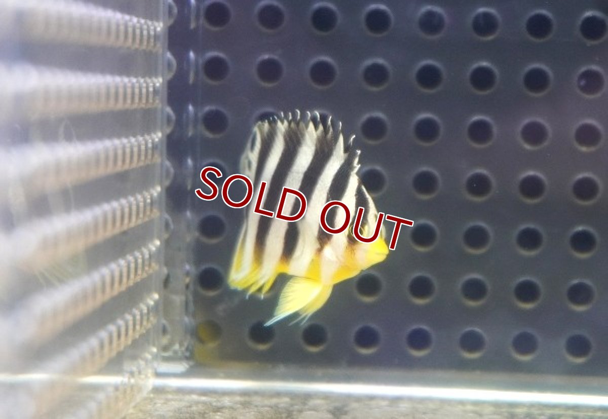 画像2: 【海水魚・ヤッコ】【通販】人工飼料OK♪【国産ブリード】シマヤッコ（Sサイズ/太バンド）(個体販売）（±3cm） No.2（生体）(海水魚) (2)