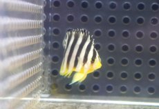 画像2: 【決算セール クーポンご利用で更に10％OFF対象商品】 【海水魚・ヤッコ】【通販】人工飼料OK♪【国産ブリード】シマヤッコ（Sサイズ/太バンド）(個体販売）（±3cm） No.2（生体）(海水魚) (2)