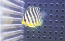 画像1: 【決算セール クーポンご利用で更に10％OFF対象商品】 【海水魚・ヤッコ】【通販】人工飼料OK♪【国産ブリード】シマヤッコ（Sサイズ/太バンド）(個体販売）（±3cm） No.3（生体）(海水魚) (1)