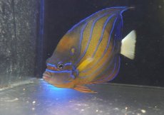 画像1: 【決算セール クーポンご利用で更に10％OFF対象商品】 【海水魚・ヤッコ】【通販】人工飼料爆食い♪ワヌケヤッコ（Lサイズ）(個体販売）（±15-16cm） （生体）(海水魚) (1)