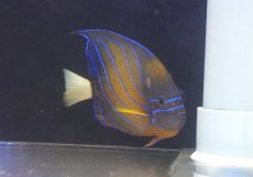 画像2: 【決算セール クーポンご利用で更に10％OFF対象商品】 【海水魚・ヤッコ】【通販】人工飼料爆食い♪ワヌケヤッコ（Lサイズ）(個体販売）（±15-16cm） （生体）(海水魚) (2)