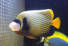 画像1: 【決算セール クーポンご利用で更に10％OFF対象商品】 【海水魚・ヤッコ】【通販】人工飼料爆食い♪タテジマキンチャクダイ（オレンジテール/インド洋産）(個体販売）（±19-20cm） No.5（生体）(海水魚) (1)