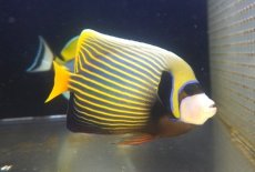 画像2: 【決算セール クーポンご利用で更に10％OFF対象商品】 【海水魚・ヤッコ】【通販】人工飼料爆食い♪タテジマキンチャクダイ（オレンジテール/インド洋産）(個体販売）（±19-20cm） No.5（生体）(海水魚) (2)