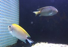 画像1: 【決算セール クーポンご利用で更に10％OFF対象商品】 【海水魚・ヤッコ】【通販】人工飼料ＯＫ♪ヤイトヤッコ（ペア）(個体販売）（♂±13ｃｍ/♀±8cm） （生体）(海水魚) (1)