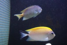 画像2: 【決算セール クーポンご利用で更に10％OFF対象商品】 【海水魚・ヤッコ】【通販】人工飼料ＯＫ♪ヤイトヤッコ（ペア）(個体販売）（♂±13ｃｍ/♀±8cm） （生体）(海水魚) (2)