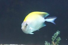 画像4: 【決算セール クーポンご利用で更に10％OFF対象商品】 【海水魚・ヤッコ】【通販】人工飼料ＯＫ♪ヤイトヤッコ（ペア）(個体販売）（♂±13ｃｍ/♀±8cm） （生体）(海水魚) (4)