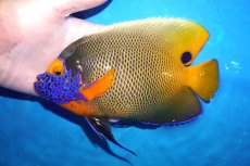 画像1: 【決算セール クーポンご利用で更に10％OFF対象商品】 【海水魚・ヤッコ】【通販】人工飼料ＯＫ♪アデヤッコ（Lサイズ）(個体販売）（±18cm） （生体）(海水魚) (1)