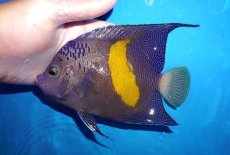 画像1: 【決算セール クーポンご利用で更に10％OFF対象商品】 【海水魚・ヤッコ】【通販】人工飼料ＯＫ♪マクロス（大きめLサイズ）(個体販売）（±16cm） （生体）(海水魚) (1)