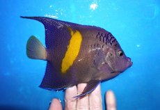 画像2: 【決算セール クーポンご利用で更に10％OFF対象商品】 【海水魚・ヤッコ】【通販】人工飼料ＯＫ♪マクロス（大きめLサイズ）(個体販売）（±16cm） （生体）(海水魚) (2)