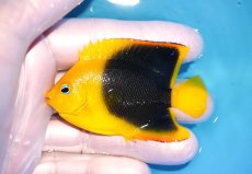 画像1: 【決算セール クーポンご利用で更に10％OFF対象商品】 【海水魚・ヤッコ】【通販】人工飼料ＯＫ♪ロックビューティー（SMサイズ）(個体販売）（±7cm） No.1（生体）(海水魚) (1)