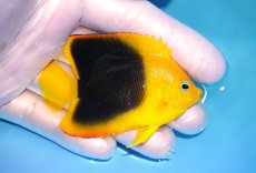 画像2: 【決算セール クーポンご利用で更に10％OFF対象商品】 【海水魚・ヤッコ】【通販】人工飼料ＯＫ♪ロックビューティー（SMサイズ）(個体販売）（±7cm） No.1（生体）(海水魚) (2)