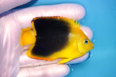 画像2: 【決算セール クーポンご利用で更に10％OFF対象商品】 【海水魚・ヤッコ】【通販】人工飼料ＯＫ♪ロックビューティー（SMサイズ）(個体販売）（±7cm） No.2（生体）(海水魚) (2)