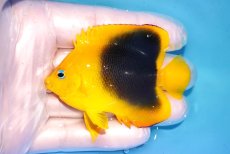 画像1: 【決算セール クーポンご利用で更に10％OFF対象商品】 【海水魚・ヤッコ】【通販】人工飼料ＯＫ♪ロックビューティー（SMサイズ）(個体販売）（±7.5cm） No.3（生体）(海水魚) (1)