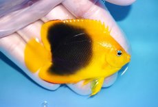 画像2: 【決算セール クーポンご利用で更に10％OFF対象商品】 【海水魚・ヤッコ】【通販】人工飼料ＯＫ♪ロックビューティー（SMサイズ）(個体販売）（±7.5cm） No.3（生体）(海水魚) (2)