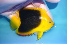 画像2: 【決算セール クーポンご利用で更に10％OFF対象商品】 【海水魚・ヤッコ】【通販】人工飼料ＯＫ♪ロックビューティー（SMサイズ）(個体販売）（±8cm） No.4（生体）(海水魚) (2)