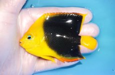 画像1: 【決算セール クーポンご利用で更に10％OFF対象商品】 【海水魚・ヤッコ】【通販】人工飼料ＯＫ♪ロックビューティー（Mサイズ）(個体販売）（±9cm） No.5（生体）(海水魚) (1)