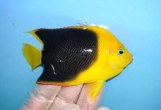 画像2: 【決算セール クーポンご利用で更に10％OFF対象商品】 【海水魚・ヤッコ】【通販】人工飼料ＯＫ♪ロックビューティー（Mサイズ）(個体販売）（±9cm） No.5（生体）(海水魚) (2)