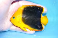 画像1: 【決算セール クーポンご利用で更に10％OFF対象商品】 【海水魚・ヤッコ】【通販】人工飼料ＯＫ♪ロックビューティー（Mサイズ）(個体販売）（±9cm） No.6（生体）(海水魚) (1)