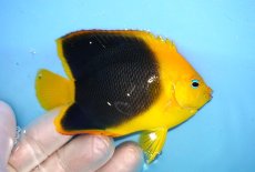 画像2: 【決算セール クーポンご利用で更に10％OFF対象商品】 【海水魚・ヤッコ】【通販】人工飼料ＯＫ♪ロックビューティー（Mサイズ）(個体販売）（±9cm） No.6（生体）(海水魚) (2)