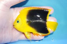 画像1: 【決算セール クーポンご利用で更に10％OFF対象商品】 【海水魚・ヤッコ】【通販】人工飼料ＯＫ♪ロックビューティー（Mサイズ）(個体販売）（±9cm） No.7（生体）(海水魚) (1)