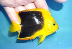 画像2: 【決算セール クーポンご利用で更に10％OFF対象商品】 【海水魚・ヤッコ】【通販】人工飼料ＯＫ♪ロックビューティー（Mサイズ）(個体販売）（±9cm） No.7（生体）(海水魚) (2)