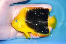 画像1: 【決算セール クーポンご利用で更に10％OFF対象商品】 【海水魚・ヤッコ】【通販】人工飼料ＯＫ♪ロックビューティー（Mサイズ）(個体販売）（±10cm） No.8（生体）(海水魚) (1)