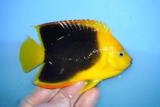 画像2: 【決算セール クーポンご利用で更に10％OFF対象商品】 【海水魚・ヤッコ】【通販】人工飼料ＯＫ♪ロックビューティー（Mサイズ）(個体販売）（±10cm） No.8（生体）(海水魚) (2)