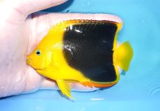 画像1: 【決算セール クーポンご利用で更に10％OFF対象商品】 【海水魚・ヤッコ】【通販】人工飼料ＯＫ♪ロックビューティー（Mサイズ）(個体販売）（±10.5cm） No.9（生体）(海水魚) (1)