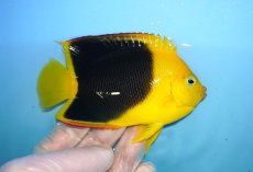 画像2: 【決算セール クーポンご利用で更に10％OFF対象商品】 【海水魚・ヤッコ】【通販】人工飼料ＯＫ♪ロックビューティー（Mサイズ）(個体販売）（±10.5cm） No.9（生体）(海水魚) (2)