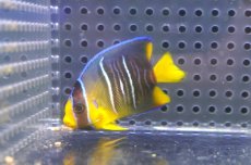 画像1: 【決算セール クーポンご利用で更に10％OFF対象商品】 【海水魚・ヤッコ】【通販】人工飼料ＯＫ♪ブルーエンゼル（SMサイズ）(個体販売）（±5.5cm） （生体）(海水魚) (1)