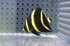 画像1: 【決算セール クーポンご利用で更に10％OFF対象商品】 【海水魚・ヤッコ】【通販】人工飼料ＯＫ♪グレーエンゼル（Sサイズ）(個体販売）（±4.5cm） （生体）(海水魚) (1)