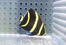 画像2: 【決算セール クーポンご利用で更に10％OFF対象商品】 【海水魚・ヤッコ】【通販】人工飼料ＯＫ♪グレーエンゼル（Sサイズ）(個体販売）（±4.5cm） （生体）(海水魚) (2)