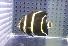 画像1: 【決算セール クーポンご利用で更に10％OFF対象商品】 【海水魚・ヤッコ】【通販】背ビレカケあり特価！人工飼料ＯＫ♪グレーエンゼル（SMサイズ）(個体販売）（±5.5cm） （生体）(海水魚) (1)