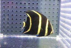 画像2: 【決算セール クーポンご利用で更に10％OFF対象商品】 【海水魚・ヤッコ】【通販】背ビレカケあり特価！人工飼料ＯＫ♪グレーエンゼル（SMサイズ）(個体販売）（±5.5cm） （生体）(海水魚) (2)