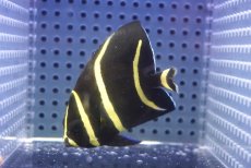 画像1: 【決算セール クーポンご利用で更に10％OFF対象商品】 【海水魚・ヤッコ】【通販】人工飼料ＯＫ♪グレーエンゼル（SMサイズ）(個体販売）（±7cm） （生体）(海水魚) (1)