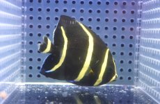 画像2: 【決算セール クーポンご利用で更に10％OFF対象商品】 【海水魚・ヤッコ】【通販】人工飼料ＯＫ♪グレーエンゼル（SMサイズ）(個体販売）（±7cm） （生体）(海水魚) (2)