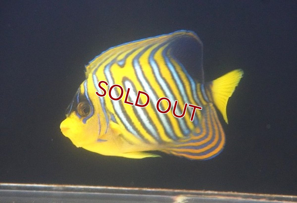 画像1: 【決算セール クーポンご利用で更に10％OFF対象商品】 【海水魚・ヤッコ】【通販】状態良好♪インドニシキヤッコ（MLサイズ）(個体販売）（±14cm） （生体）(海水魚) (1)