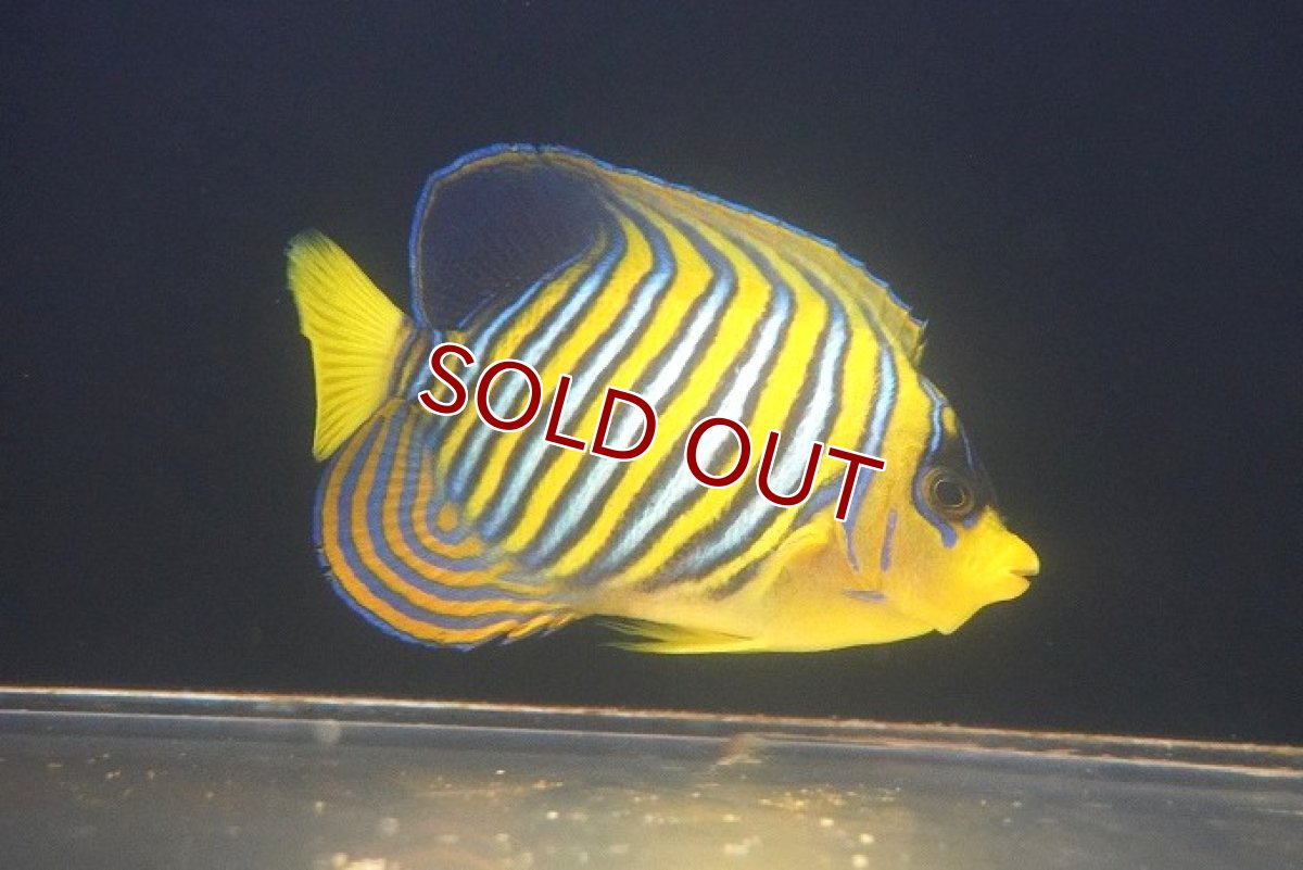 画像2: 【決算セール クーポンご利用で更に10％OFF対象商品】 【海水魚・ヤッコ】【通販】状態良好♪インドニシキヤッコ（MLサイズ）(個体販売）（±14cm） （生体）(海水魚) (2)