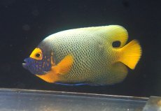 画像1: 【決算セール クーポンご利用で更に10％OFF対象商品】 【海水魚・ヤッコ】【通販】人工飼料OK♪アデヤッコ（MLサイズ）(個体販売）（±14cm） （生体）(海水魚) (1)