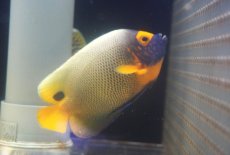 画像2: 【決算セール クーポンご利用で更に10％OFF対象商品】 【海水魚・ヤッコ】【通販】人工飼料OK♪アデヤッコ（MLサイズ）(個体販売）（±14cm） （生体）(海水魚) (2)