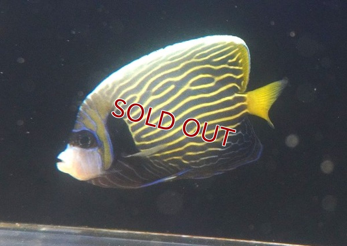 画像1: 【10%OFF対象商品30周年セール】【海水魚・ヤッコ】【通販】人工飼料OK♪ウズキン（ほぼタテキン）(個体販売）（±14cm） （生体）(海水魚) (1)