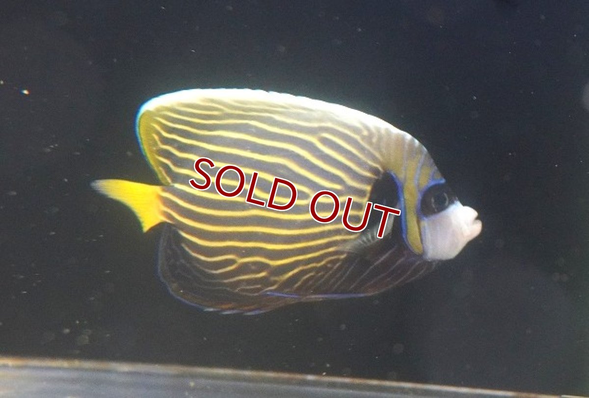 画像2: 【10%OFF対象商品30周年セール】【海水魚・ヤッコ】【通販】人工飼料OK♪ウズキン（ほぼタテキン）(個体販売）（±14cm） （生体）(海水魚) (2)