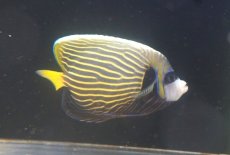 画像2: 【決算セール クーポンご利用で更に10％OFF対象商品】 【海水魚・ヤッコ】【通販】人工飼料OK♪ウズキン（ほぼタテキン）(個体販売）（±14cm） （生体）(海水魚) (2)